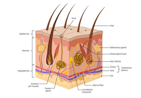 Layers Of The Epidermis Stratum Granulosum
