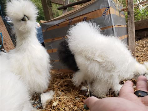 Silkie Hairdos | BackYard Chickens - Learn How to Raise Chickens