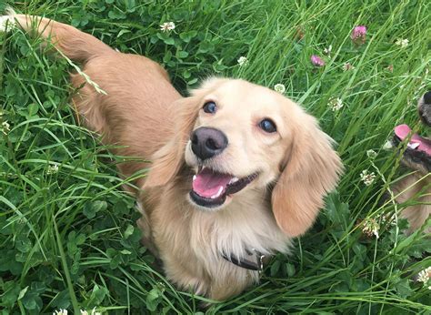 Top Tips for Raising a Healthy English Cream Dachshund