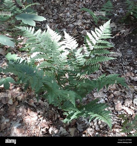 wood ferns (Dryopteris) Plantae Stock Photo - Alamy