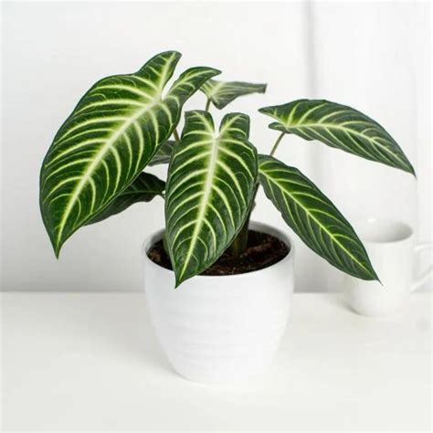 Caladium Lindenii (Angel Wings) Indoor Live Plant | Exotic Tropical ...