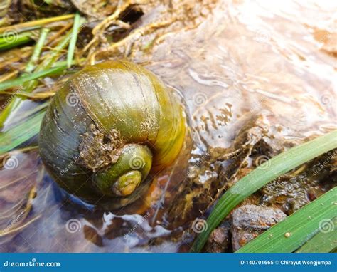Fresh Water Snail stock image. Image of natural, field - 140701665
