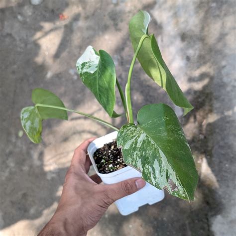 Monstera Albo Variegated – Soiled