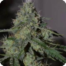 Image result for Alien vs Triangle Strain