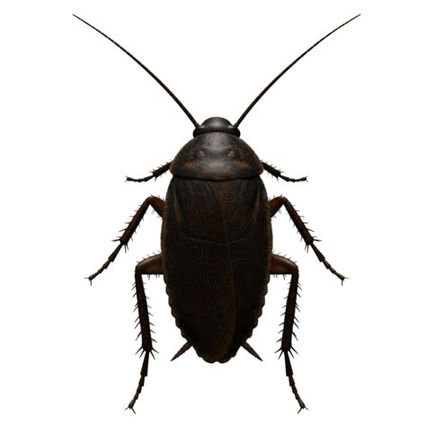 A top view of a brown cockroach with long antennae and six legs ...