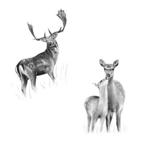 Roe deer reproduction Archives - The British Deer Society