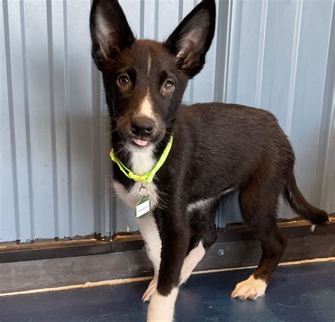 Adoptions - Resilient Hearts Animal Sanctuary