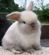 Image result for Sable Holland Lop Bunnies