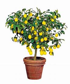 albero di limoni in vaso acquista pianta di limone bakker albero di limoni in vaso acquista pianta di limone bakker