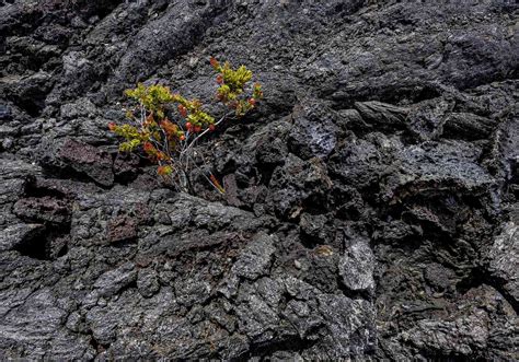 Pioneer Species Examples Pioneer Species An Overview | ScienceDirect