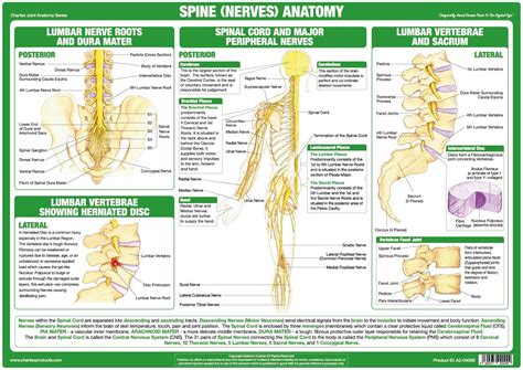 Nerves Spine Chart