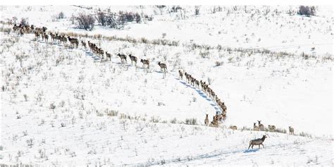 RMEF-WAFWA Partnership Commits $1.2 Million to Accelerate Western Big ...