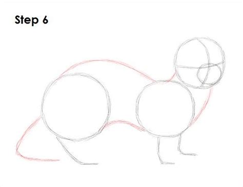 Ferret Drawing 6 | Animal drawings sketches, Ferret, Drawing tutorial