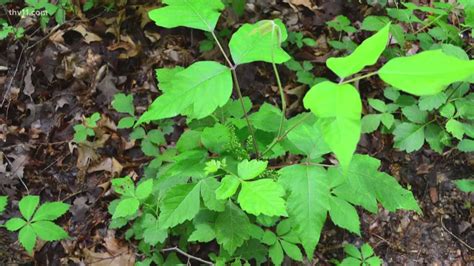 VERIFY | Which home remedy is best to clear up poison ivy? | thv11.com