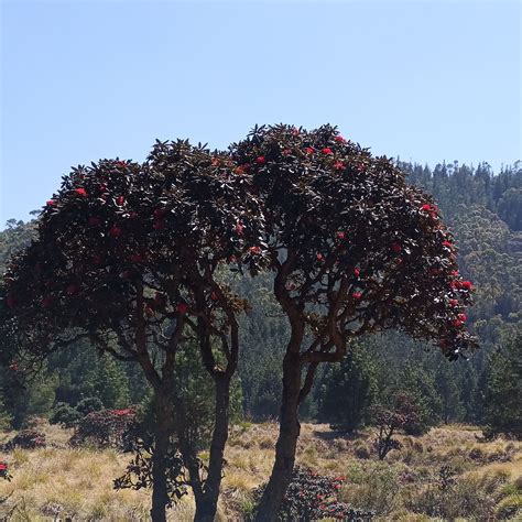 MEESAPULIMALA (2026) All You Need to Know BEFORE You Go (with Photos ...