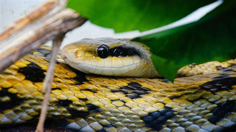 Boomslang Snake Venom Effects