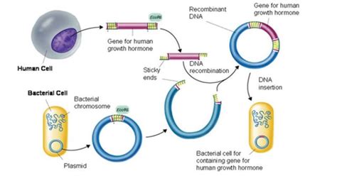 Cloning 的图像结果