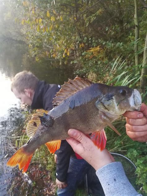 Teich Angelheim – Fischereiverein Twistringen e.V.