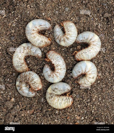 Ground beetle larva hi-res stock photography and images - Alamy