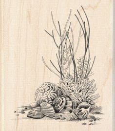 27 Sea shells ideas | sea shells, scientific illustration, art inspiration