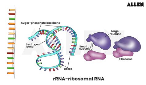 RNA Types 的图像结果