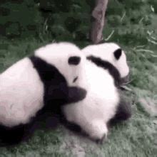 Image result for Pandas Library Python Application