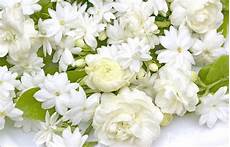 tuberose fiori cupe leggende sui fiori bianchi tuberosa gardenia e tuberose fiori cupe leggende sui fiori bianchi tuberosa gardenia e