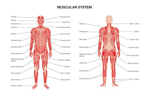 Image result for Muscular System Tutorials