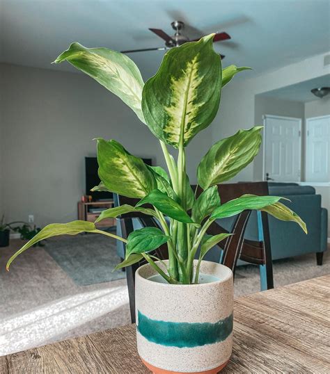 dumb cane - dieffenbachia seguine | Dumb cane, Plants, Plant care