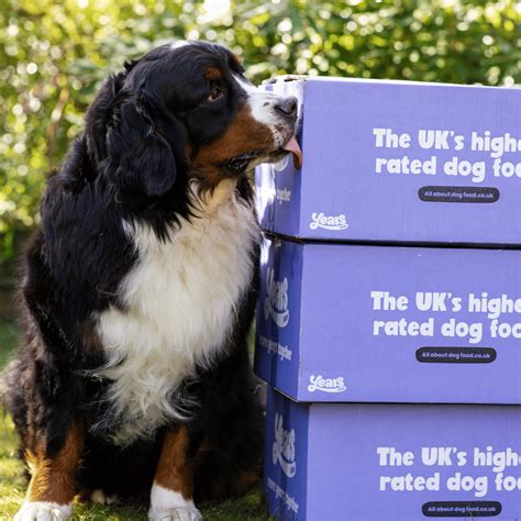 Personalised food for Bernese Mountain Dogs | Years.com