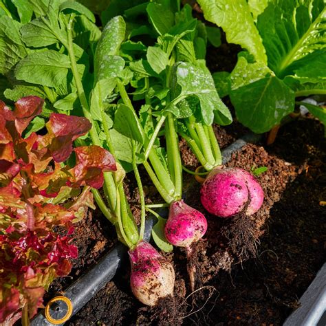 12 Best Companion Plants For Radishes (And 2 To Avoid)