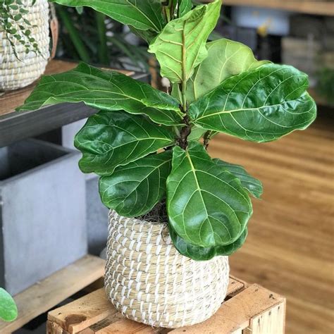Fiddle Leaf Fig Plant Care - Plant Ideas