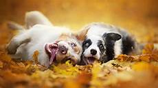 Fall Backgrounds Dogs by Animals Depth Of Field Fall Wallpapers Hd Desktop Fall Backgrounds Dogs