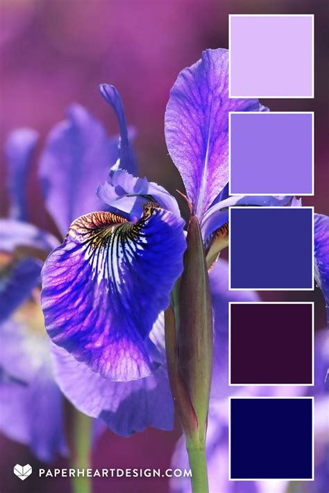 Irises Paint Color at Gilberto Mccord blog