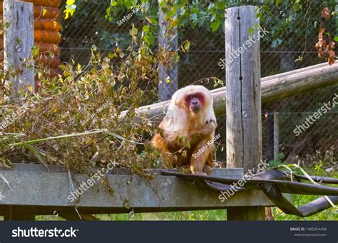 37 imágenes de Porch monkey - Imágenes, fotos y vectores de stock ...