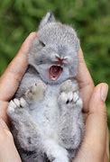 Image result for Master of the Forest Tiny Bunny