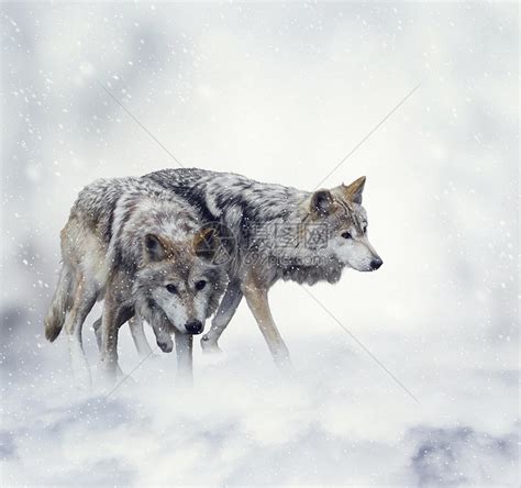 两只狼雪地里行走高清图片下载-正版图片300639835-摄图网