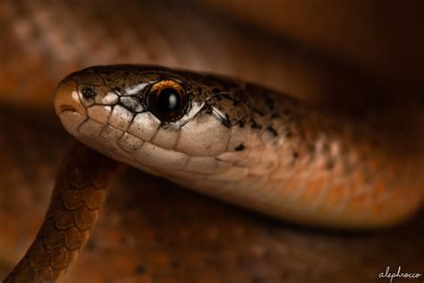 Earth Snakes - ALEPHROCCO