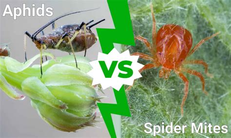 Aphids vs. Spider Mites: What Are The Differences? - A-Z Animals