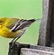 Image result for Cute Yellow Bird