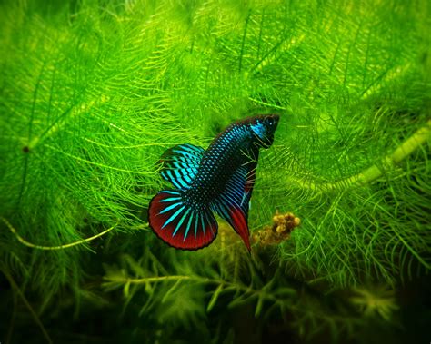 Do Betta Fish Need Live Plants in Their Tank? (Find Out Now)