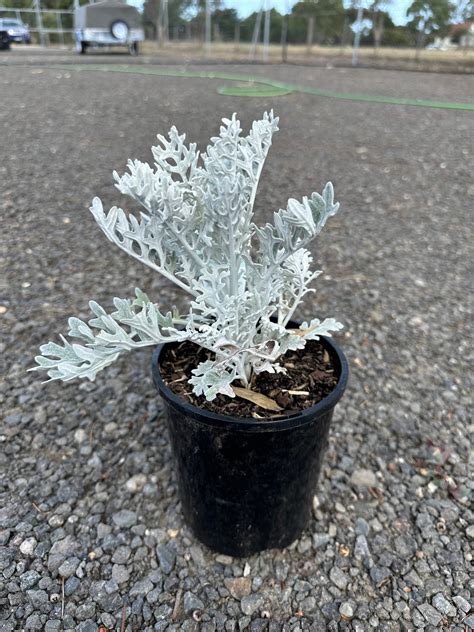 Best Way To Dust Plant Leaves at Merrill Lavallee blog