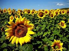 significato girasole nel linguaggio dei fiori fiore di girasole significato dei fiori significato significato girasole nel linguaggio dei fiori fiore di girasole significato dei fiori significato