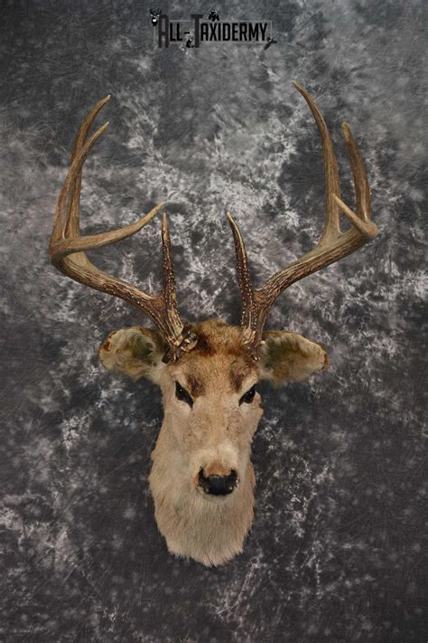 Taxidermied Deer Head