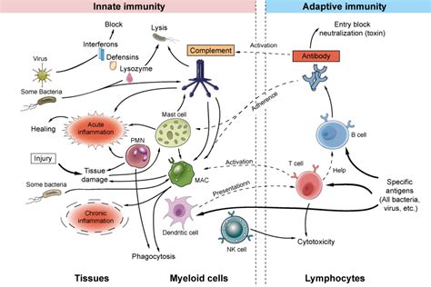 Immunity System 的图像结果