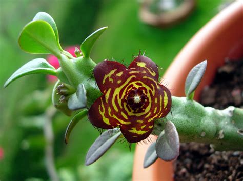 Endangered Flora In India