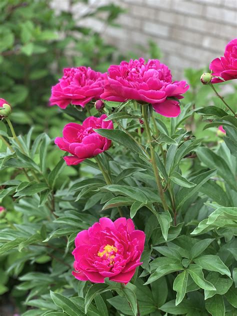 Karl Rosenfield Peony in Priscilla’s garden | Plant decor, Plants, Garden