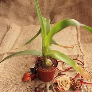LifeShowMe Delhi Nursery Plants Pregnant Onion, Albuca bracteata ...