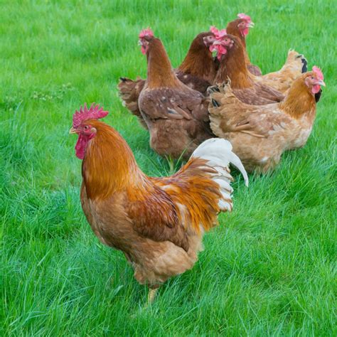 New Hampshire Chicken Breed Info + Where to Buy - Chicken & Chicks Info
