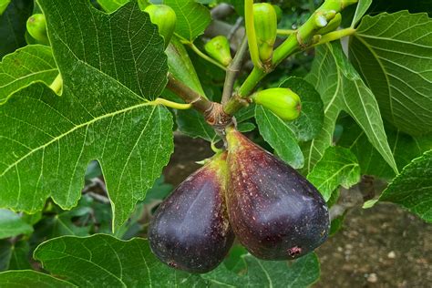 Quality figs from Spanish cultivation – KÖLLA – THE FRUIT COMPANY